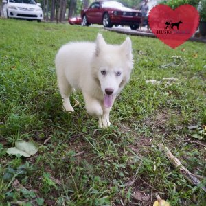 Siberian Huskies for Sale