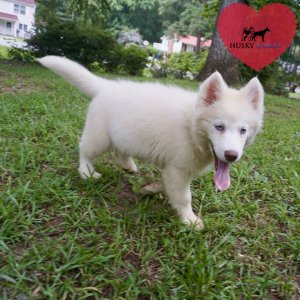 Siberian Huskies for Sale