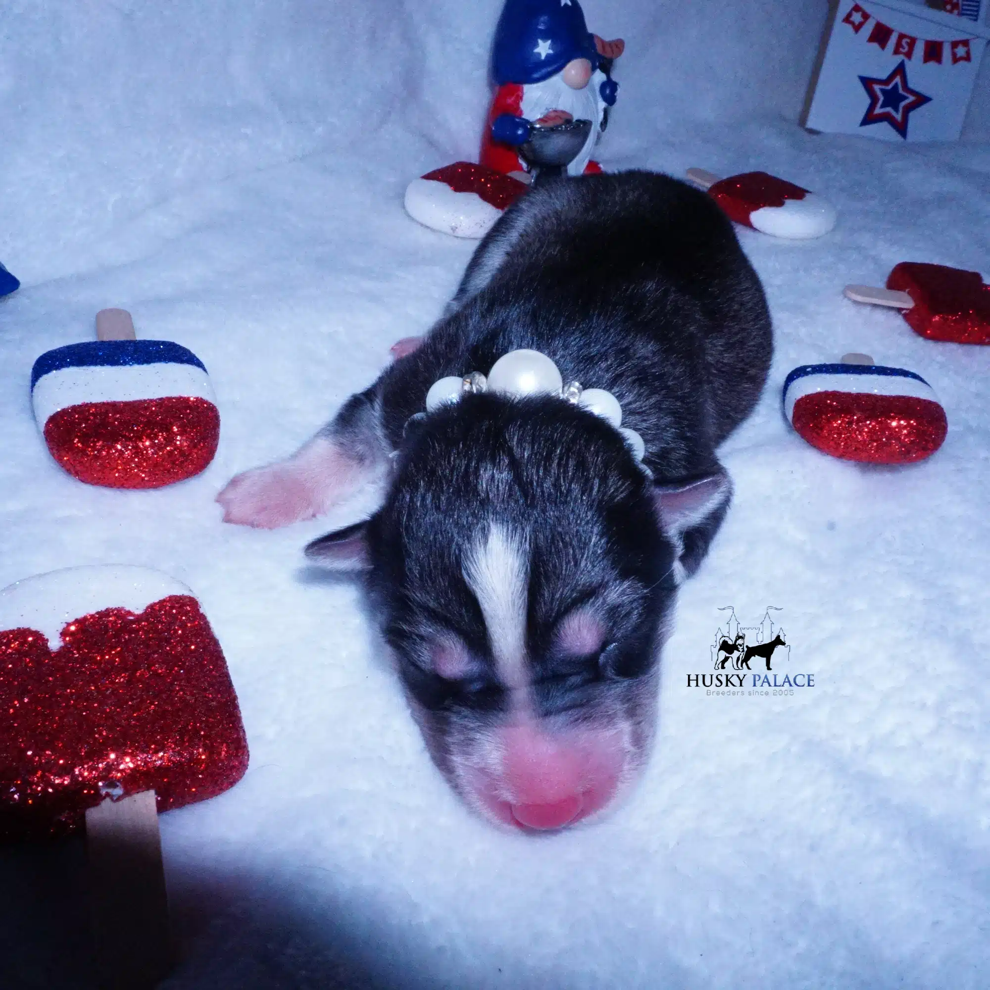 Siberian Husky Puppies For Sale