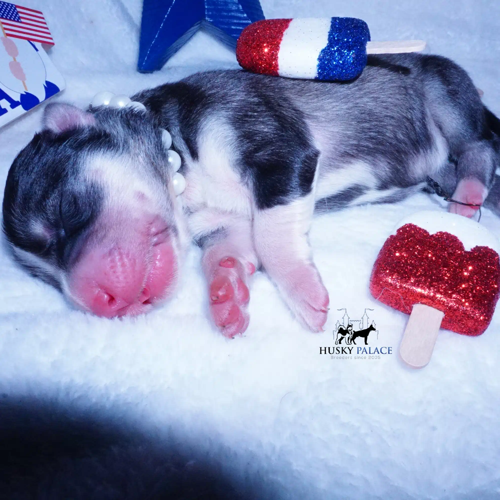 Siberian Husky Puppies For Sale