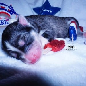 Siberian Husky Puppies For Sale