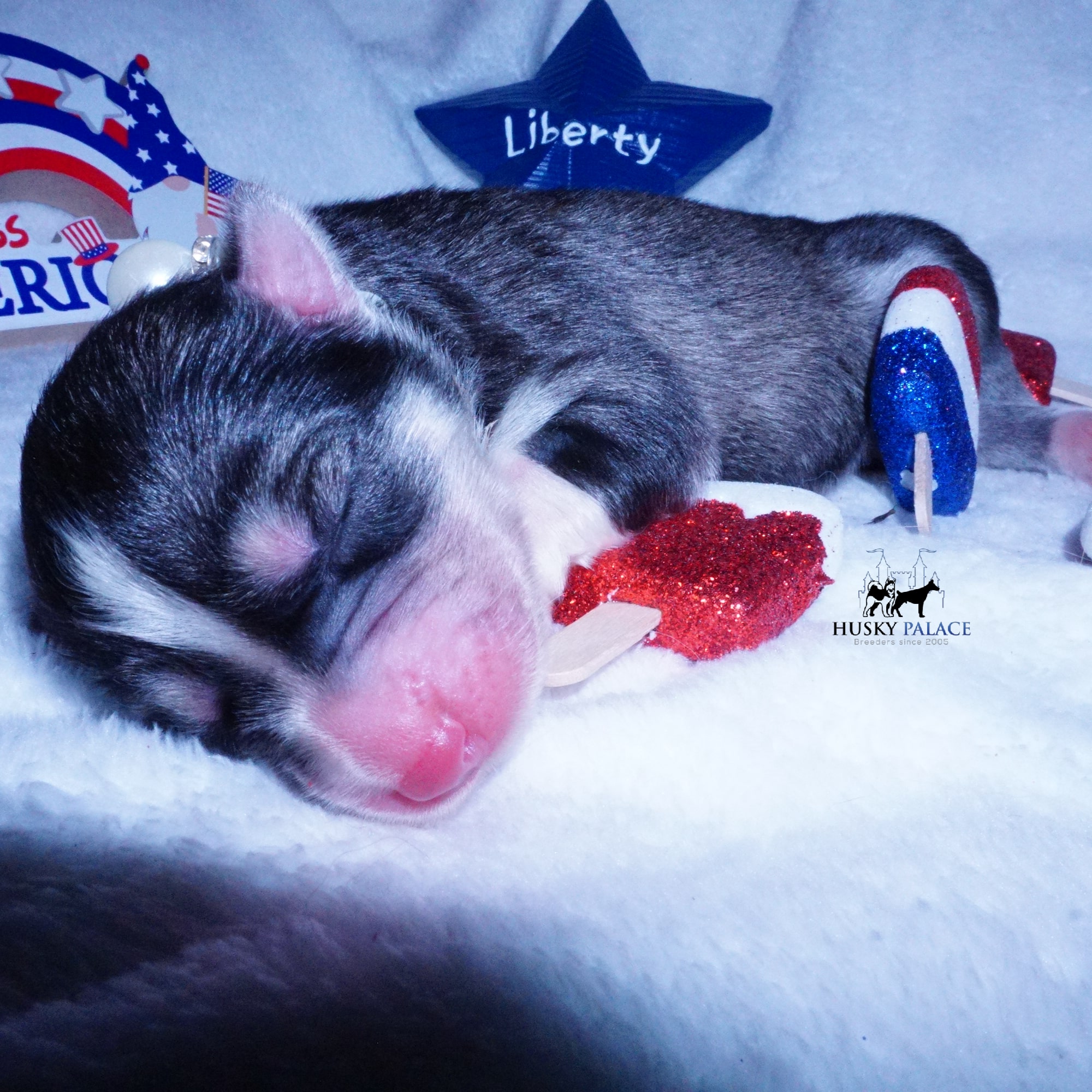 Siberian Husky Puppies For Sale