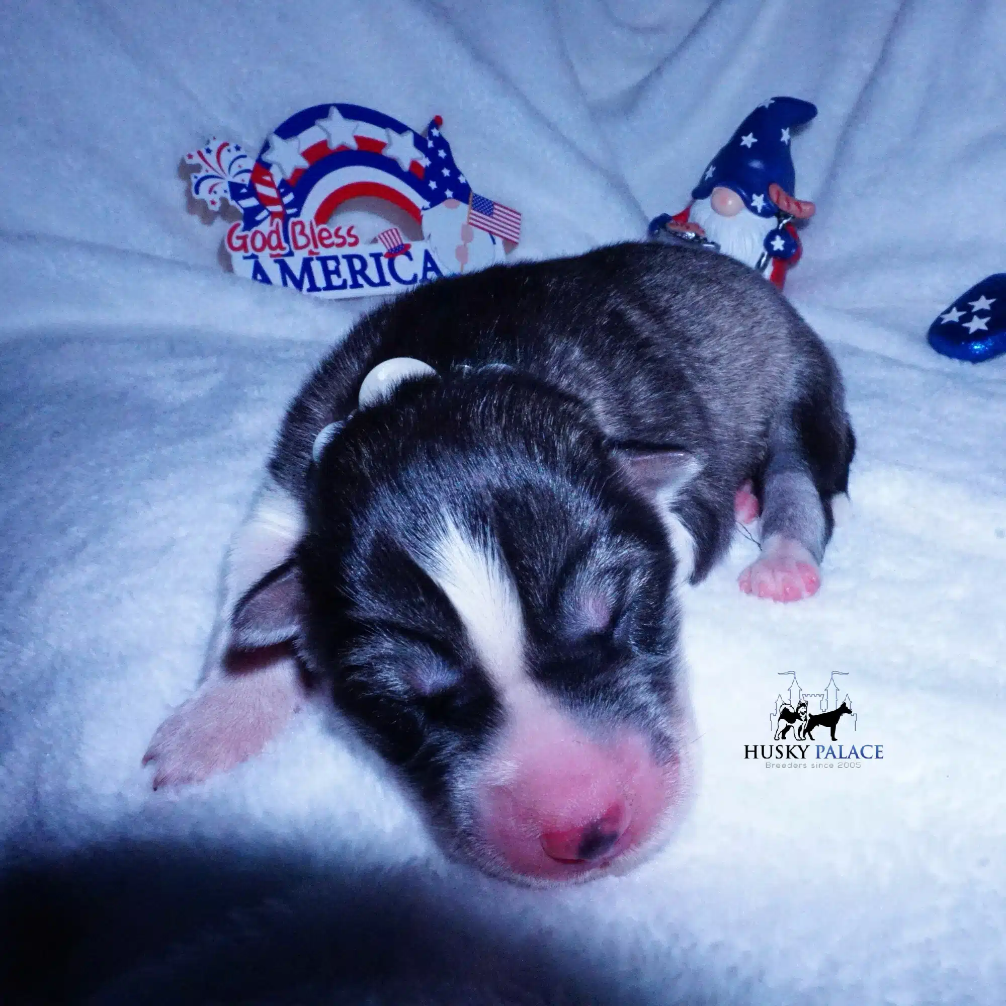 Siberian Husky Puppies For Sale