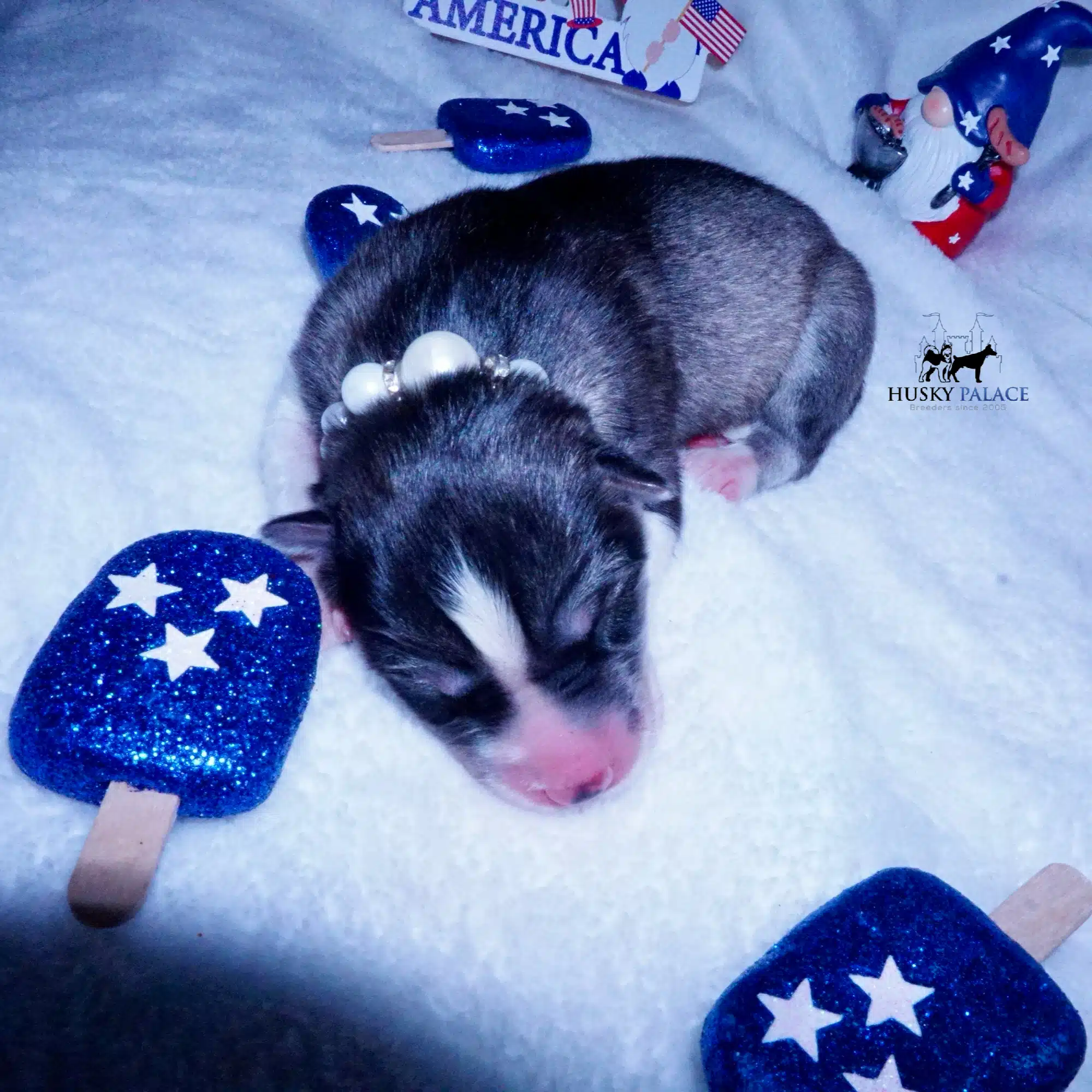 Siberian Husky Puppies For Sale