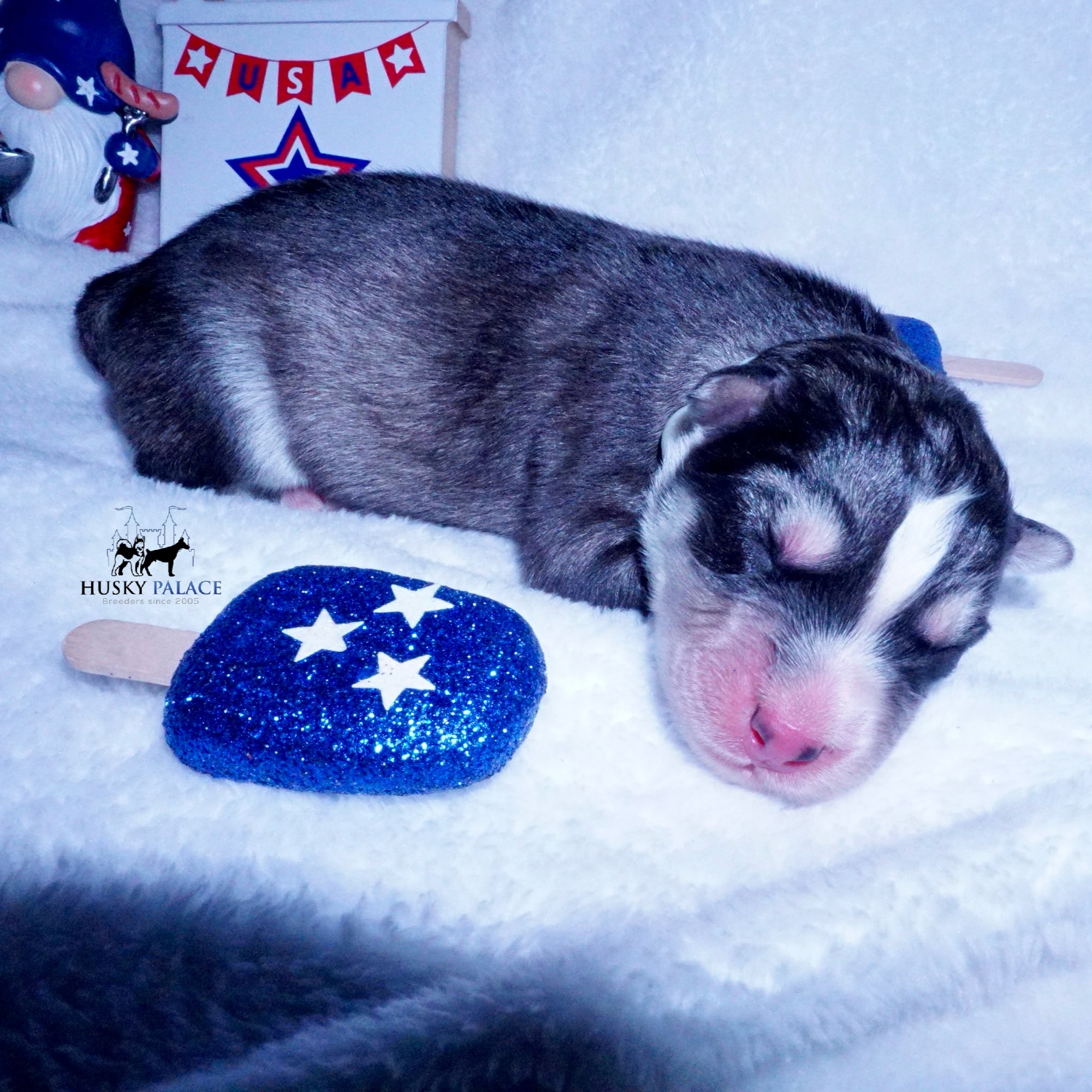 Siberian Husky Puppies For Sale