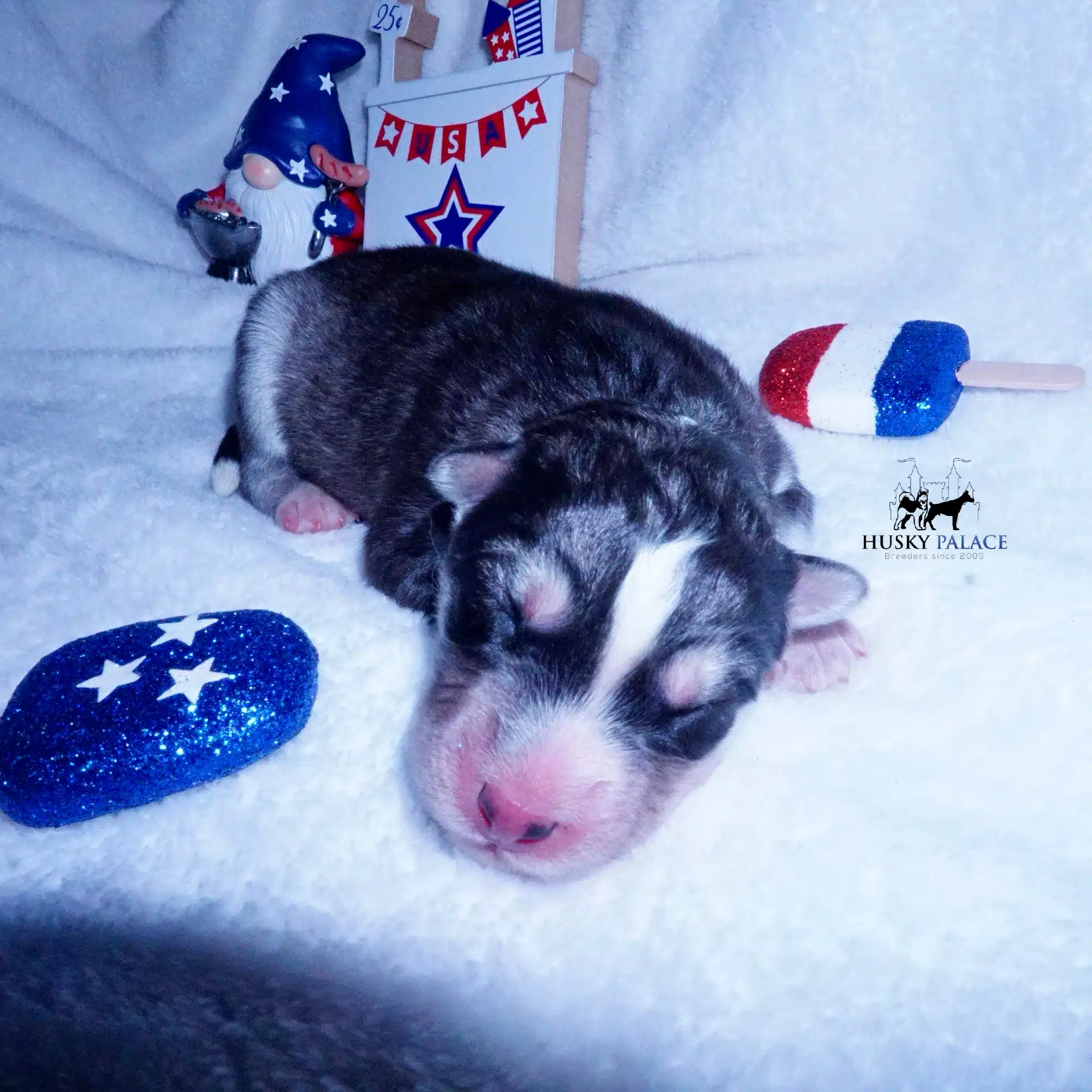 Siberian Husky Puppies For Sale