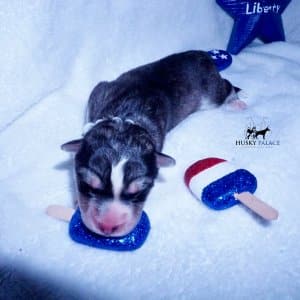 Siberian Husky Puppies For Sale
