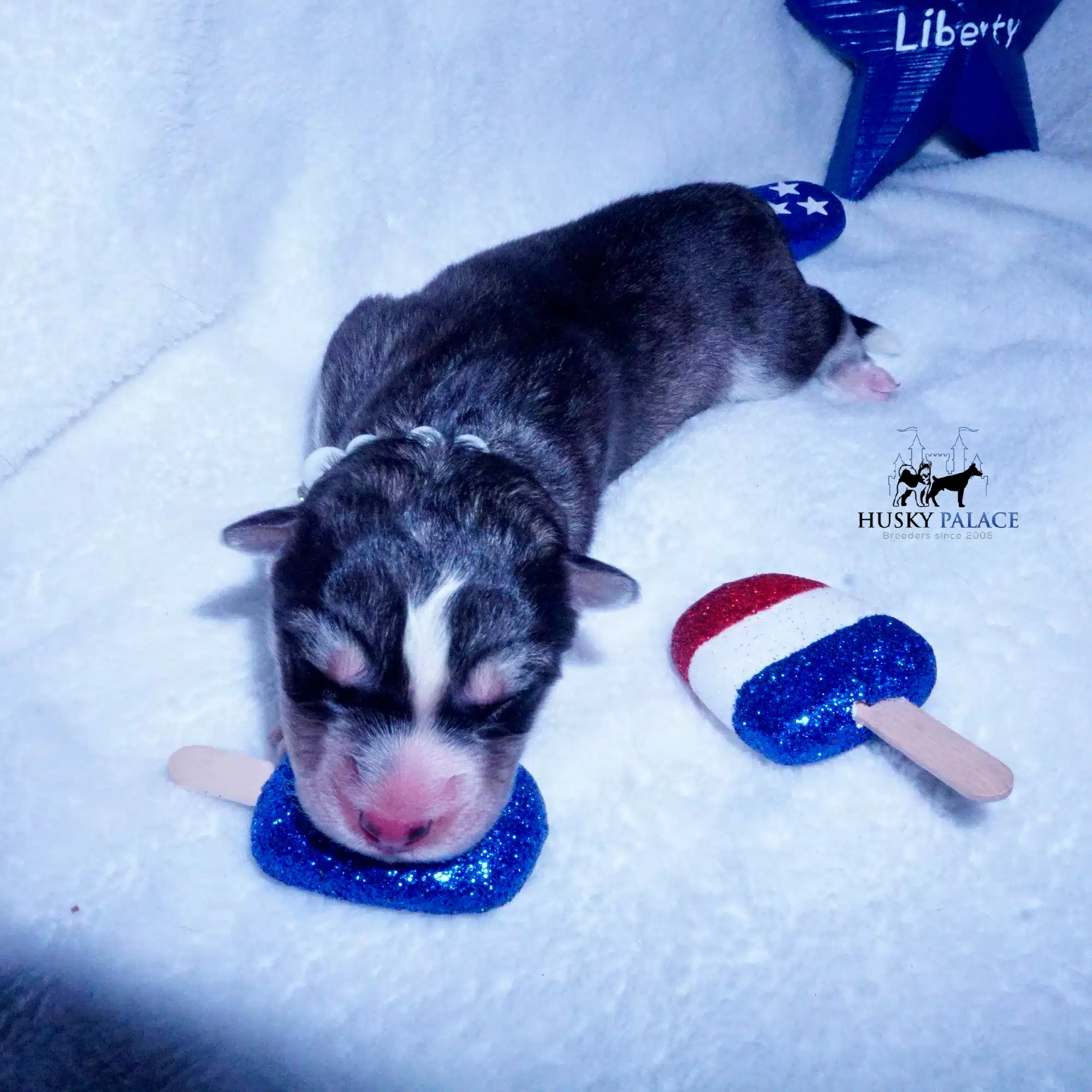 Siberian Husky Puppies For Sale