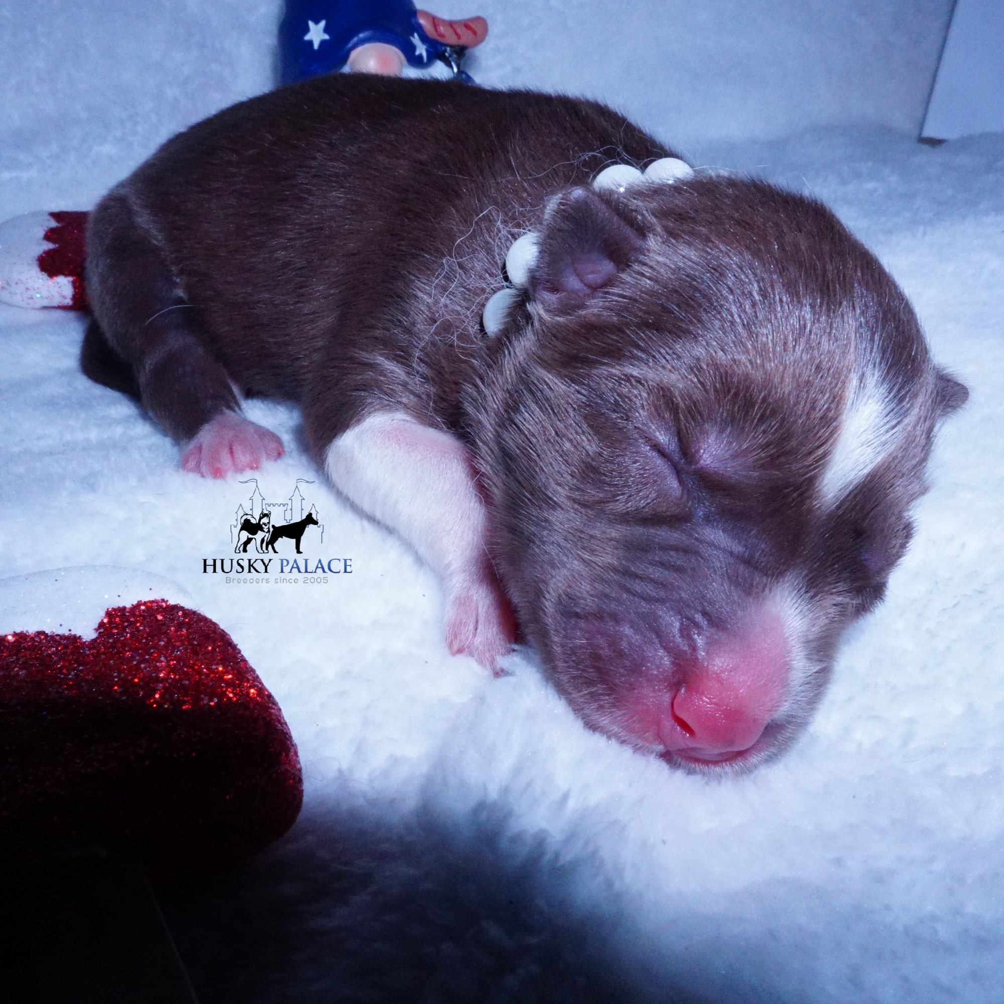Siberian Husky Puppies For Sale