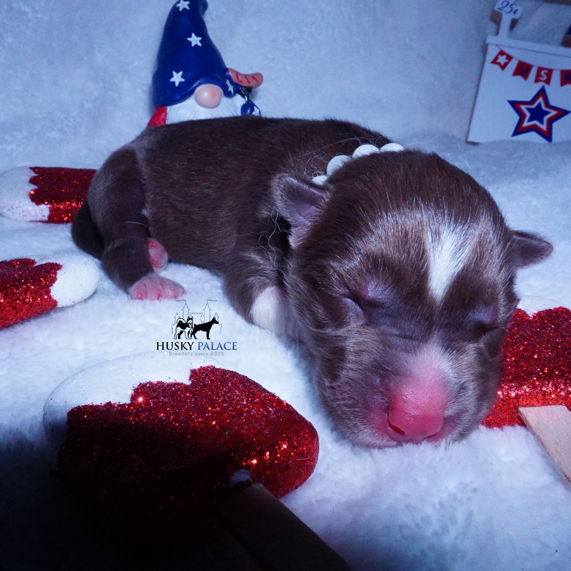 Siberian Husky Puppies For Sale