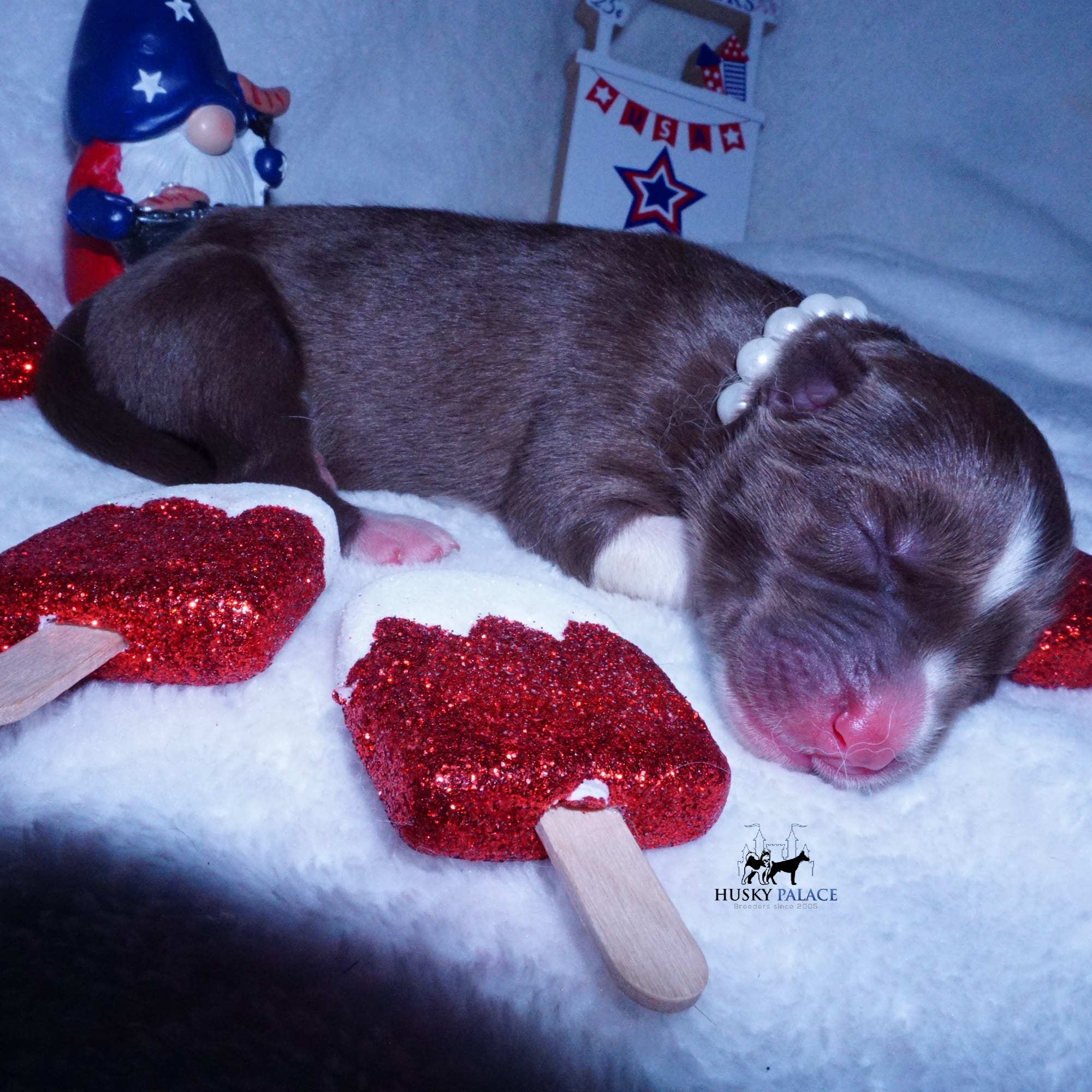 Siberian Husky Puppies For Sale