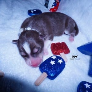 Siberian Husky Puppies For Sale