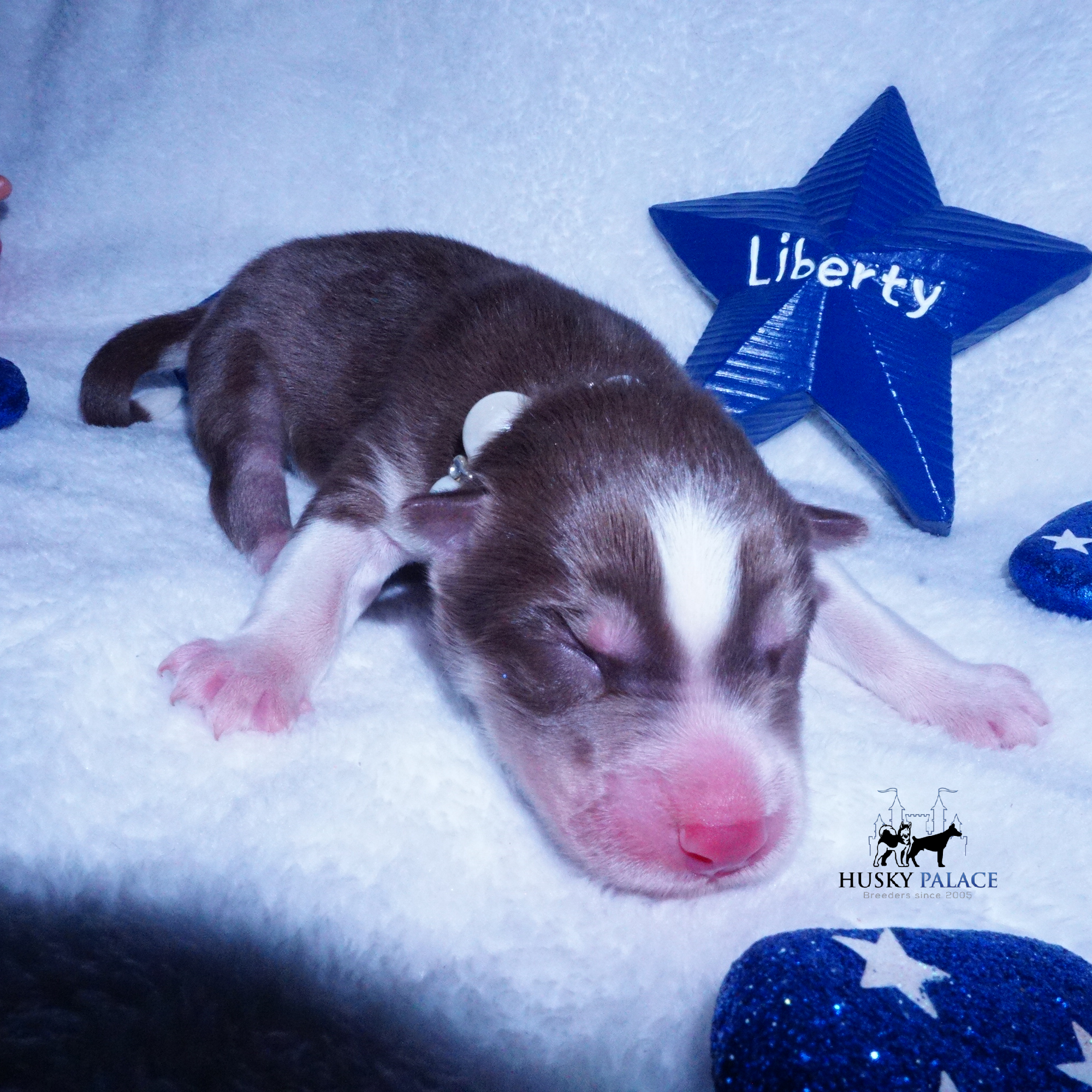 Siberian Husky Puppies For Sale