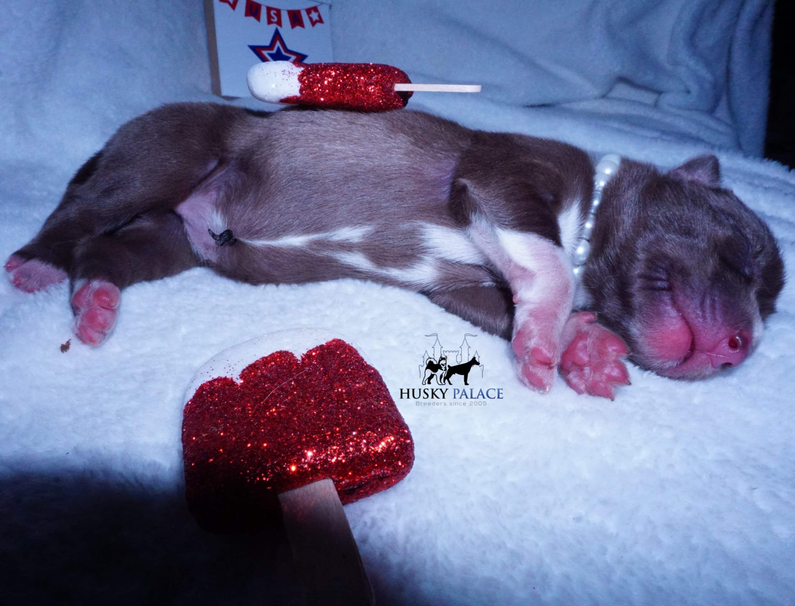 Siberian Husky Puppies For Sale