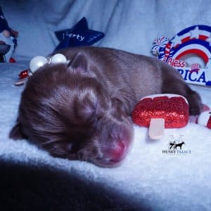 Siberian Husky Puppies For Sale