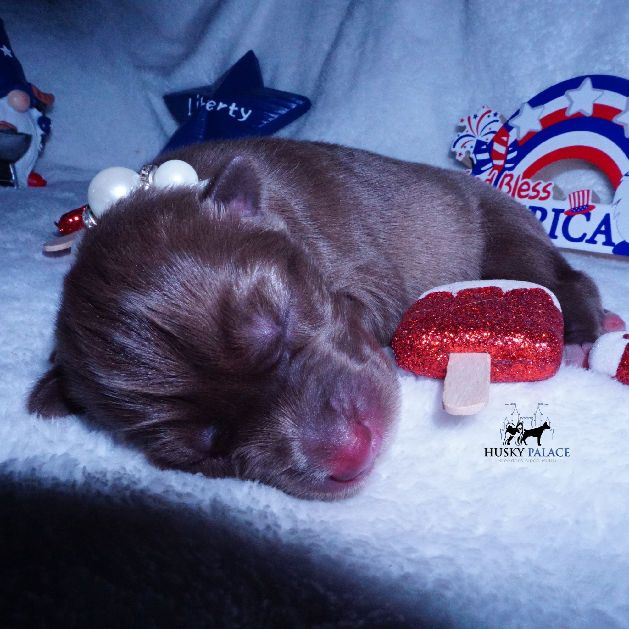 Siberian Husky Puppies For Sale