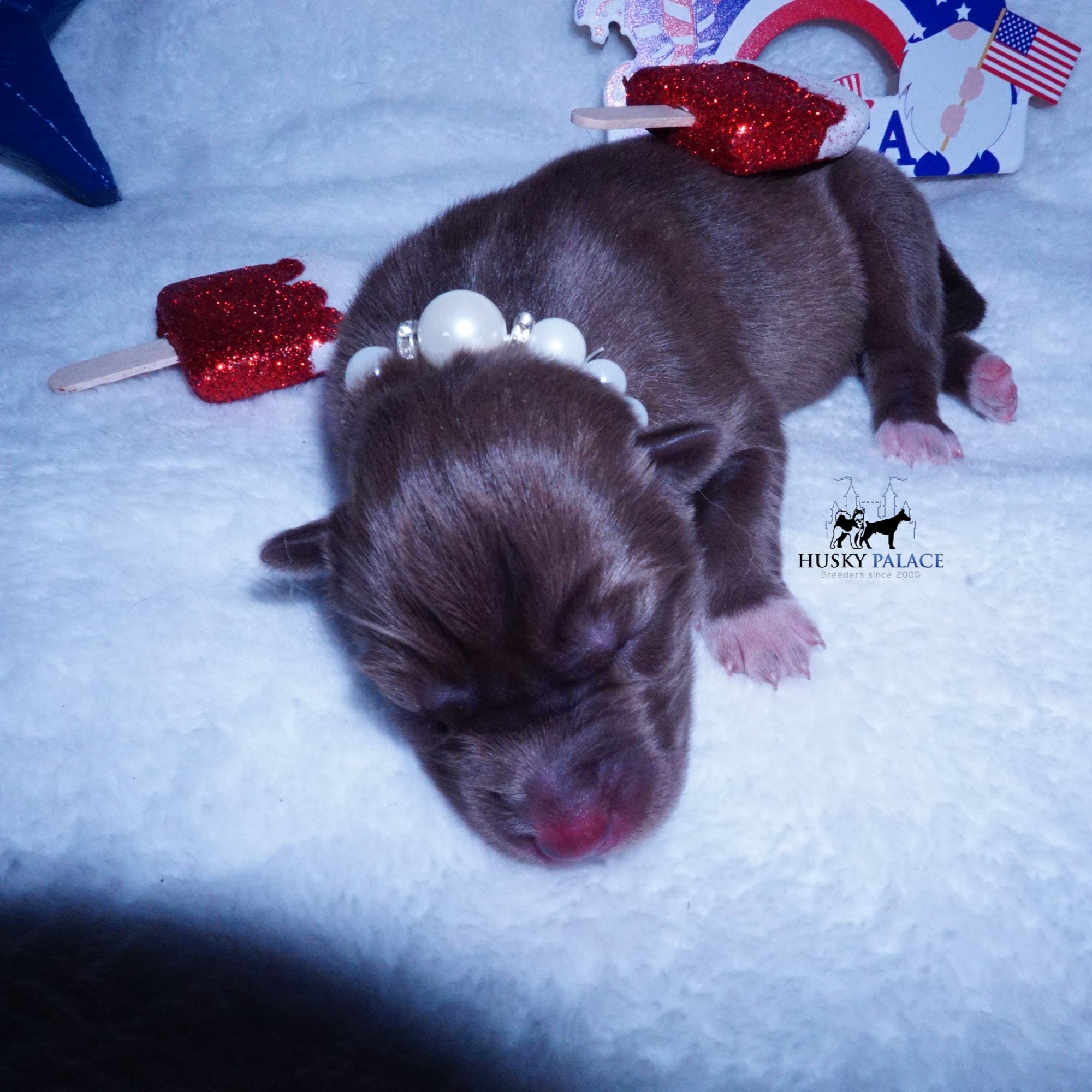 Siberian Husky Puppies For Sale