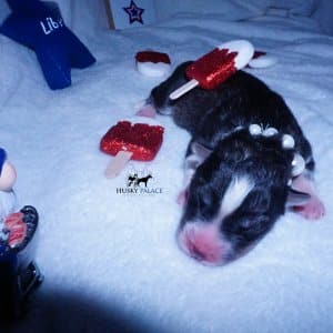 Siberian Husky Puppies For Sale