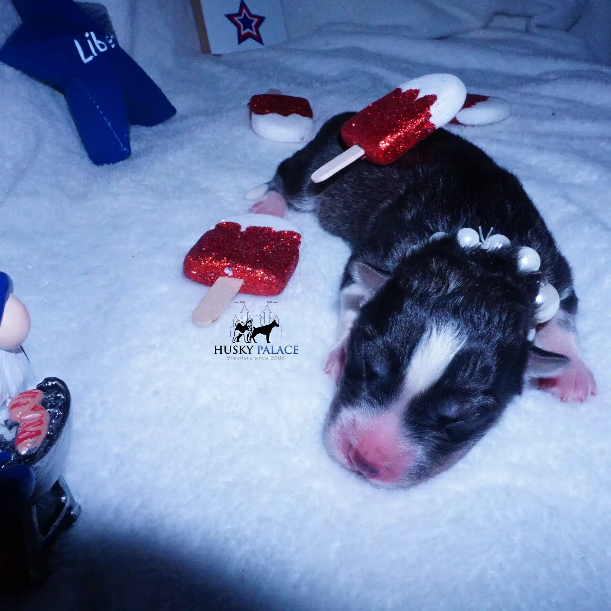 Siberian Husky Puppies For Sale
