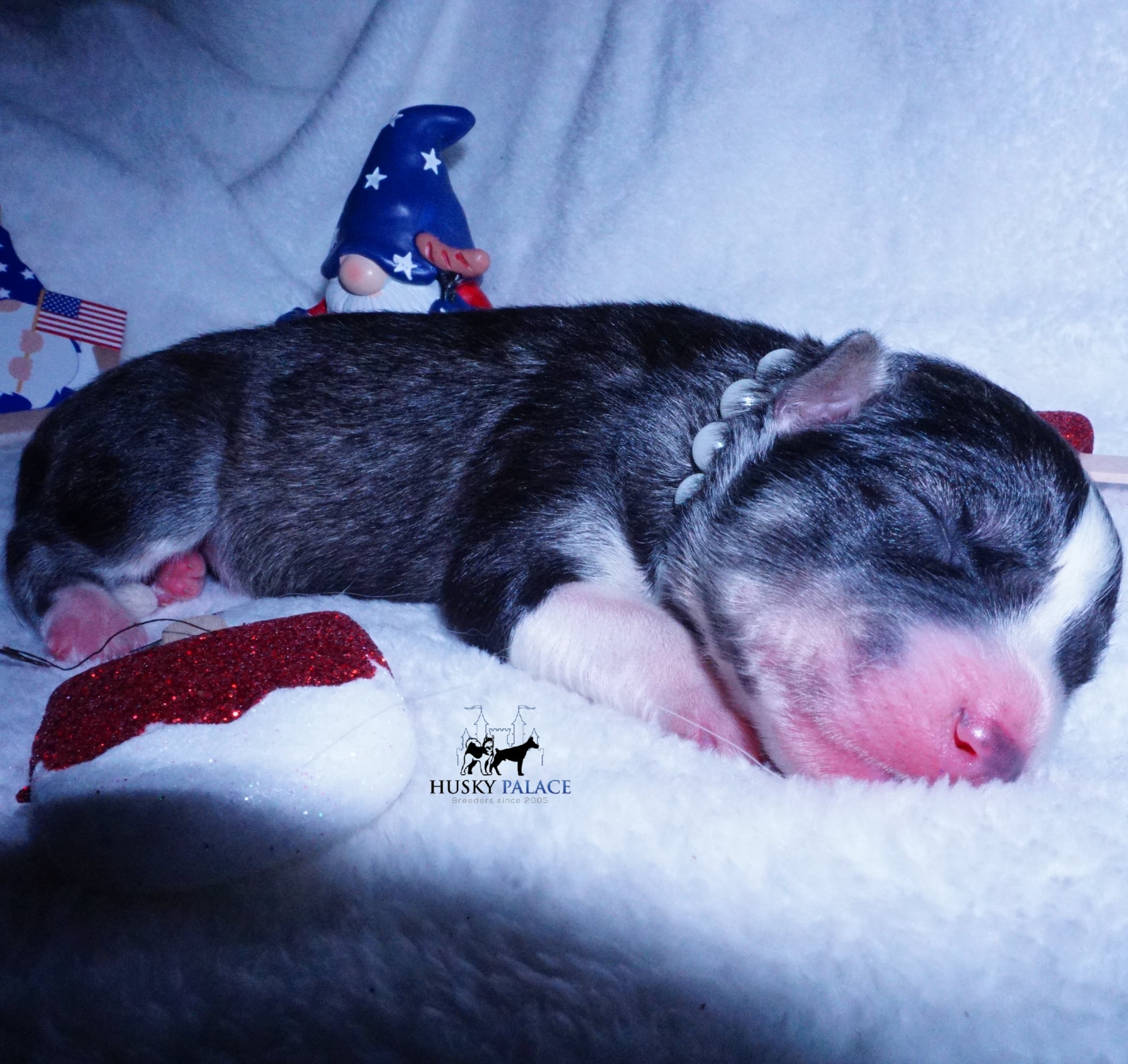 Siberian Husky Puppies For Sale
