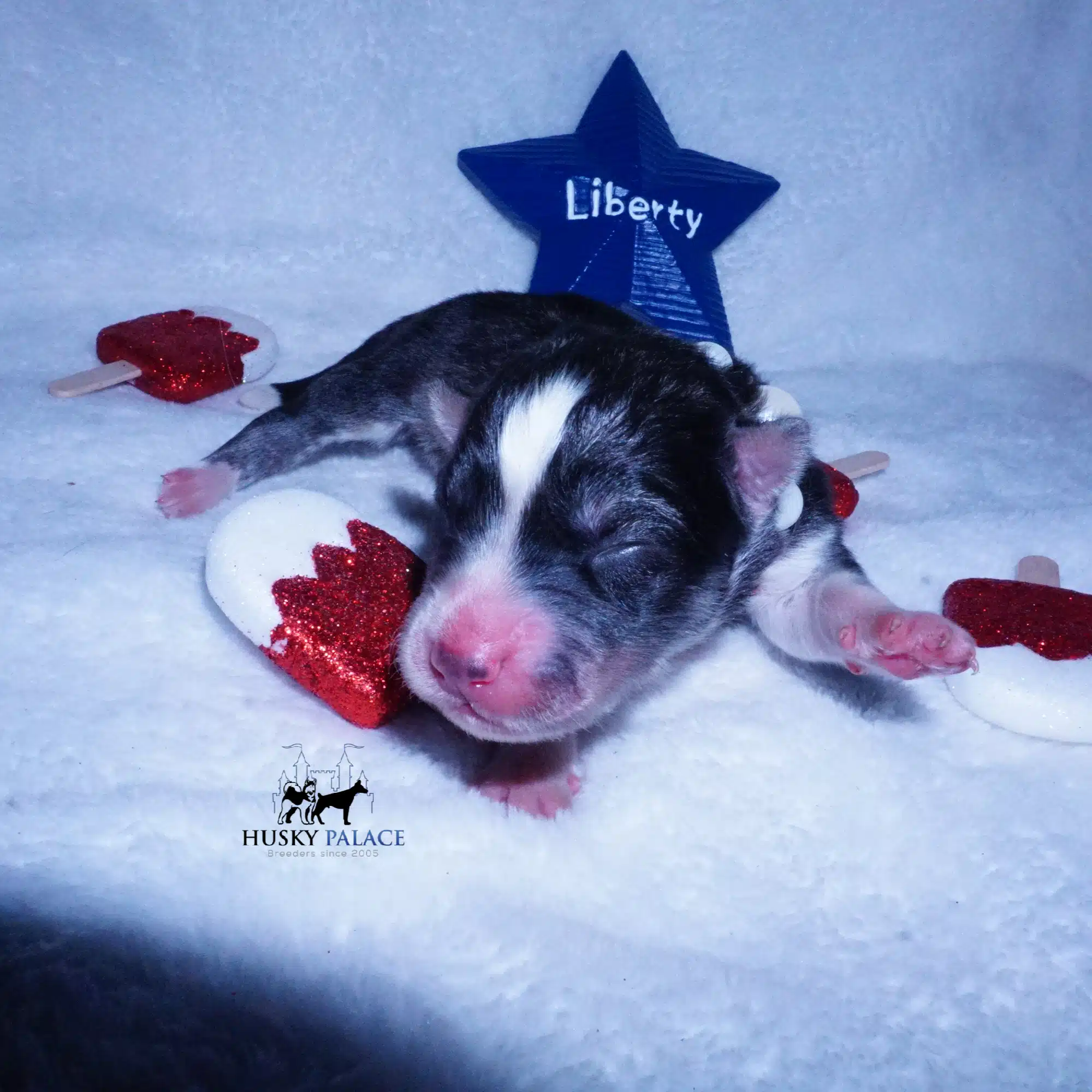 Siberian Husky Puppies For Sale