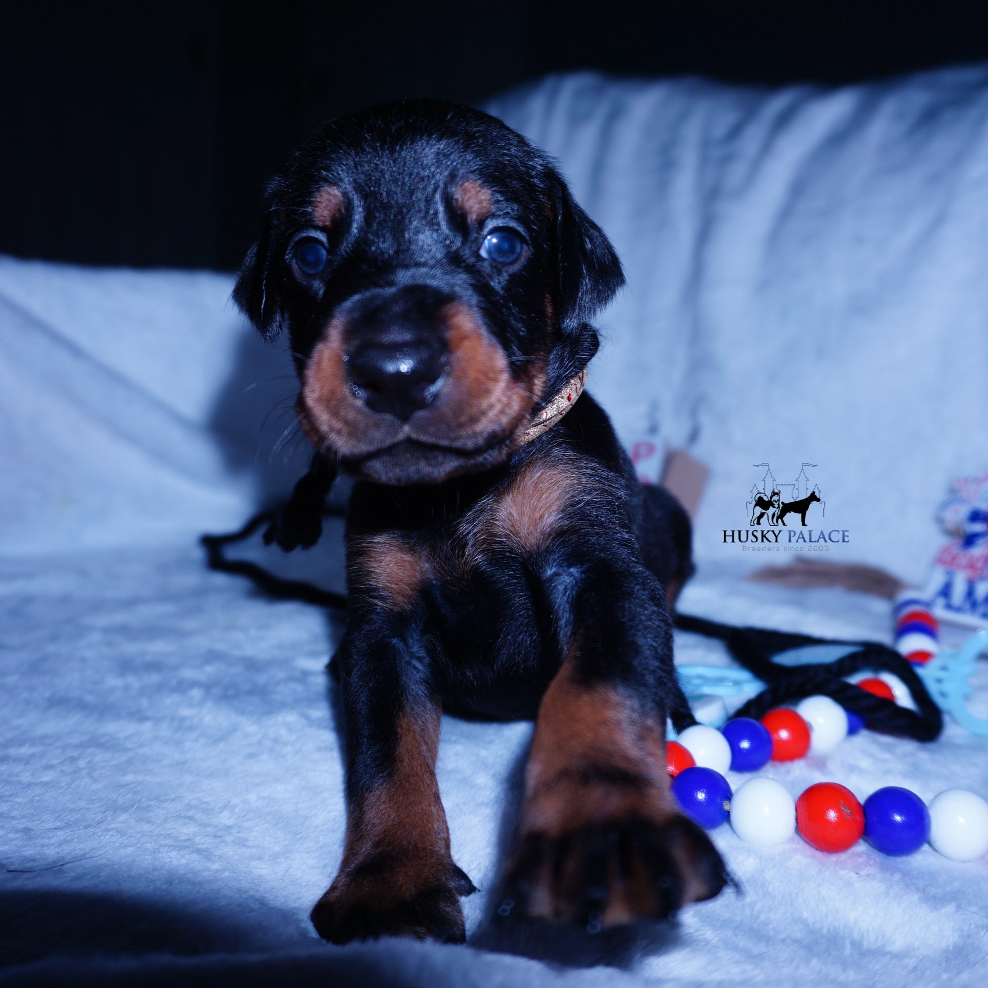 100% Euro Doberman