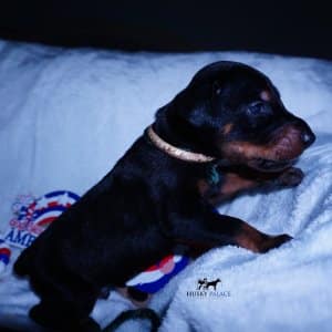 European Doberman Pinschers