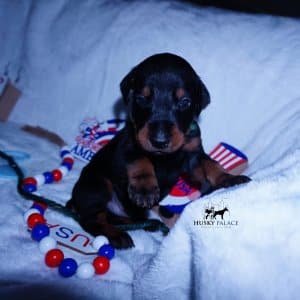 European Doberman Pinschers