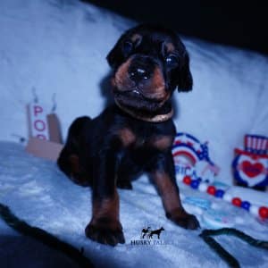 European Doberman Pinschers