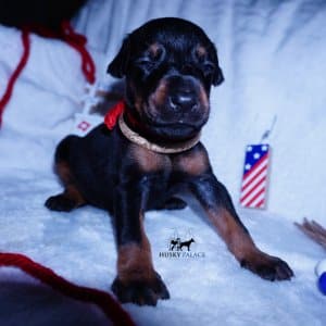 Black:rust Doberman