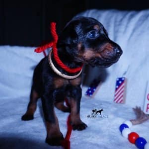 Black:rust Doberman puppy