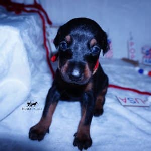 Meet Asami! A black/rust female. $3,000