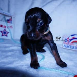 Black & Rust Doberman Pinscher Puppy