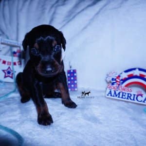 Black & Rust Doberman Pinscher Puppy