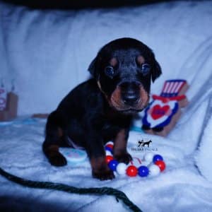 European Doberman Pinschers