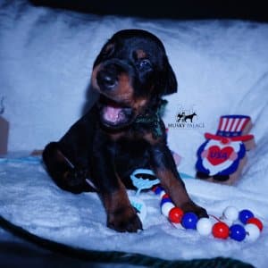 European Doberman Pinschers