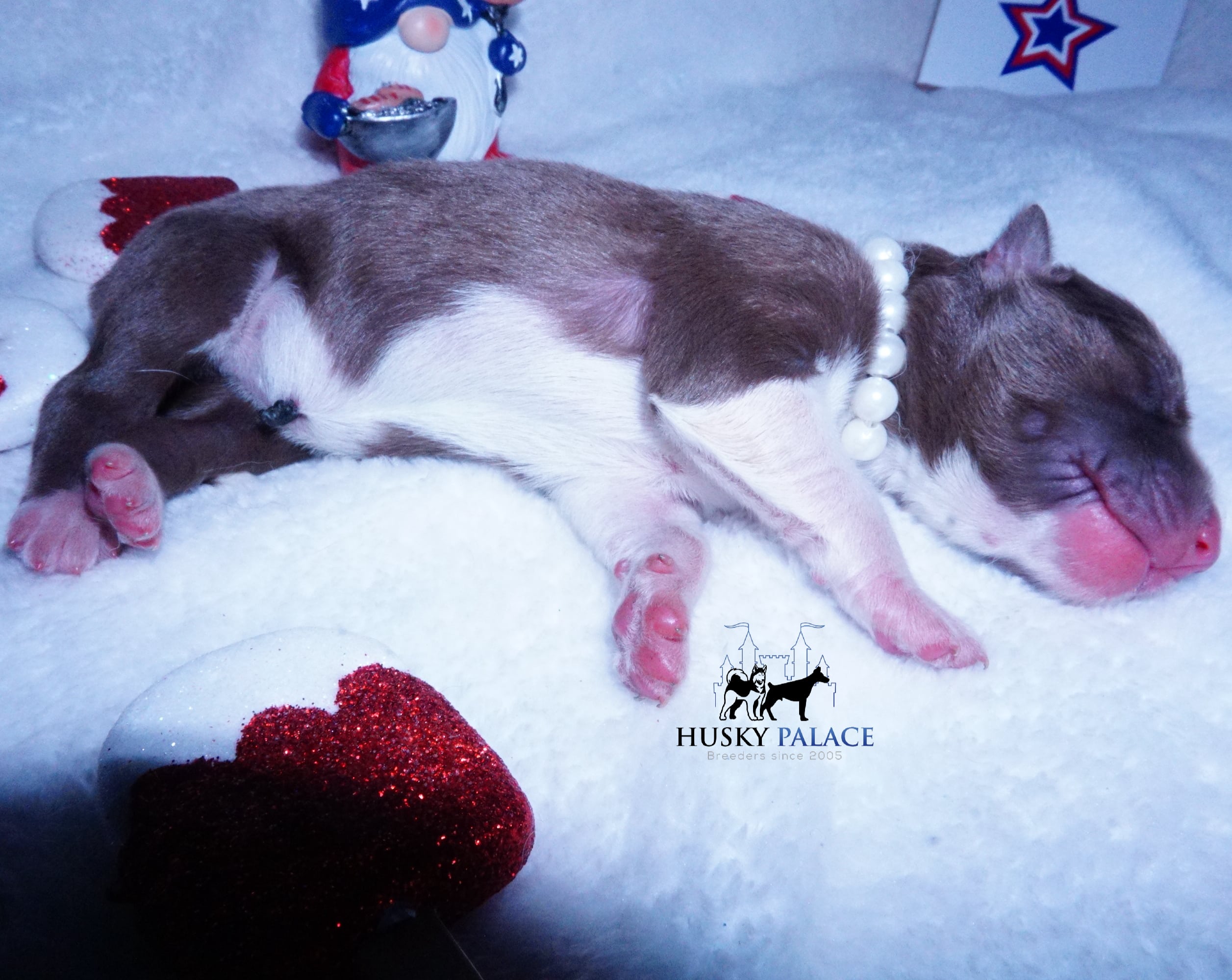 Siberian Husky Puppies For Sale