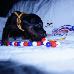AKC Doberman Puppy