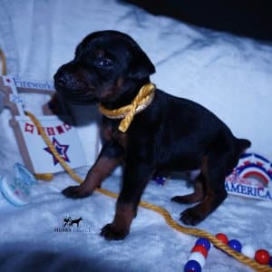 AKC Doberman Puppy