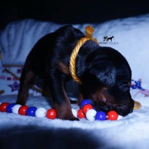 AKC Doberman Puppy