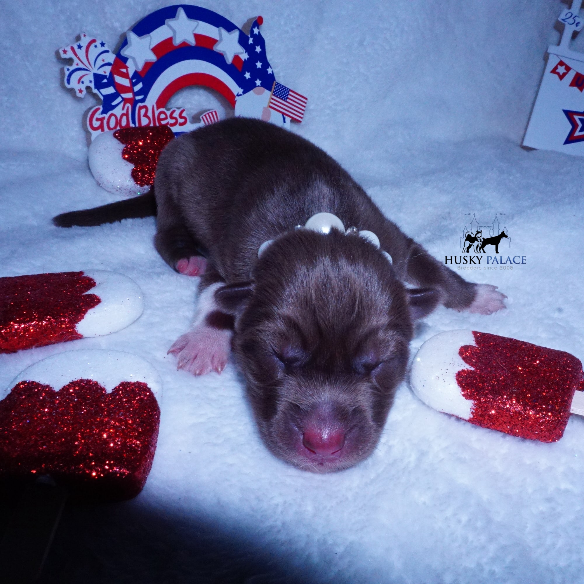 Siberian Husky Puppies For Sale