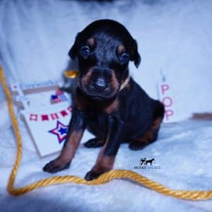 European Doberman Puppy