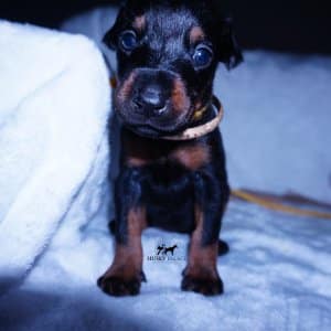 European Doberman Puppy
