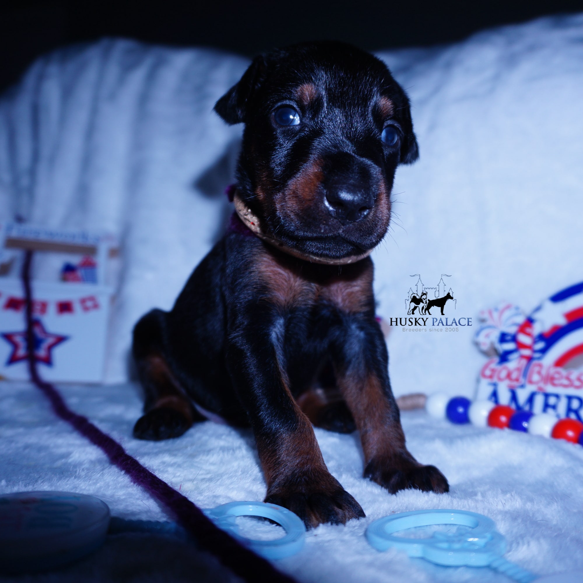 European Doberman Pinscher
