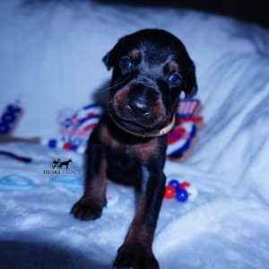 European Doberman Pinscher