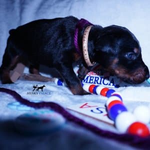 European Doberman Pinscher
