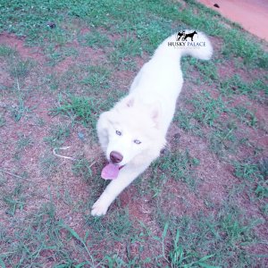 Reputable Husky Breeders