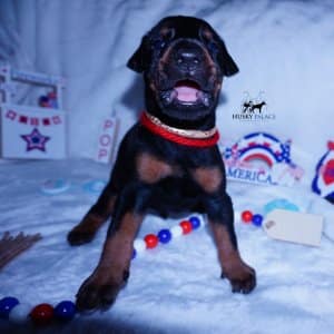 AKC European Doberman