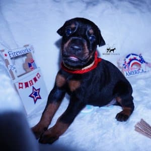 AKC European Doberman