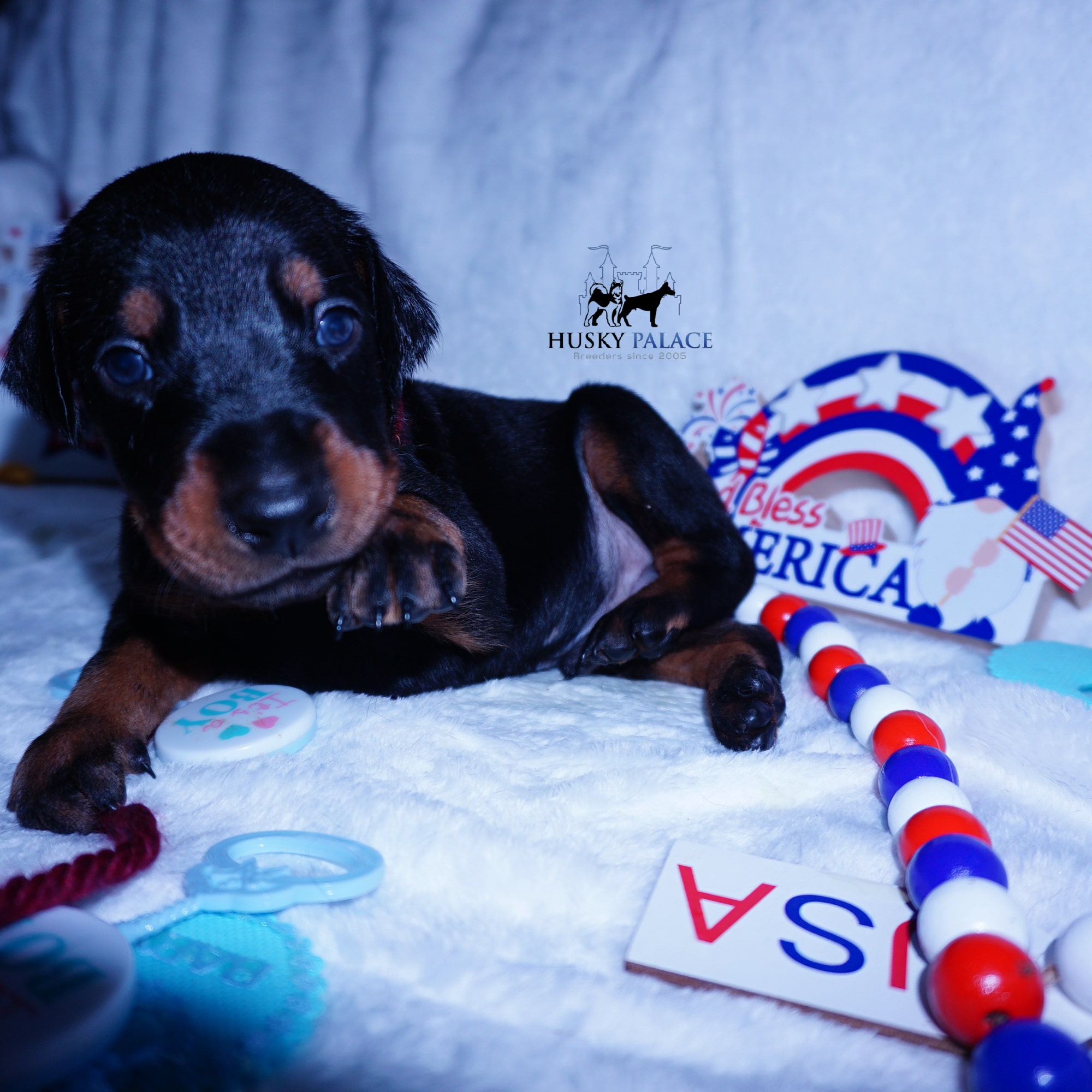 Champion Dobermans